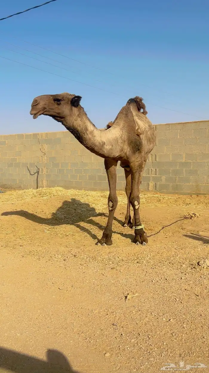 قعود فحل للبيع 3