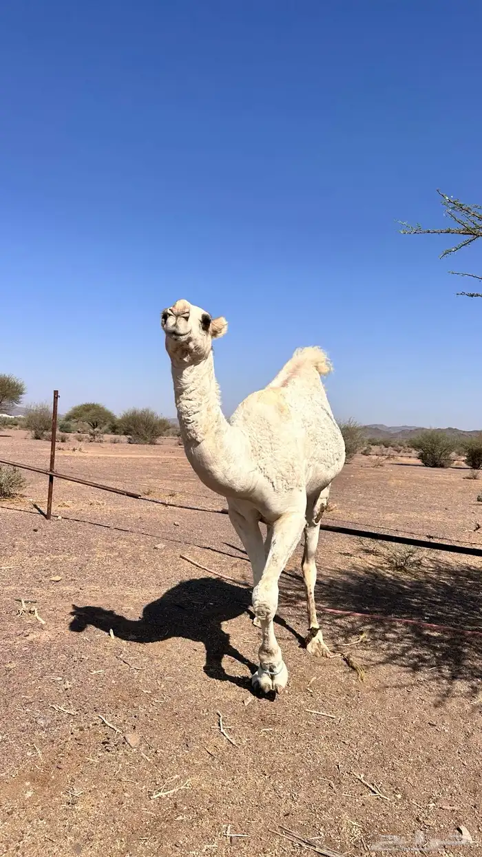 قعود للبيع طيب 2