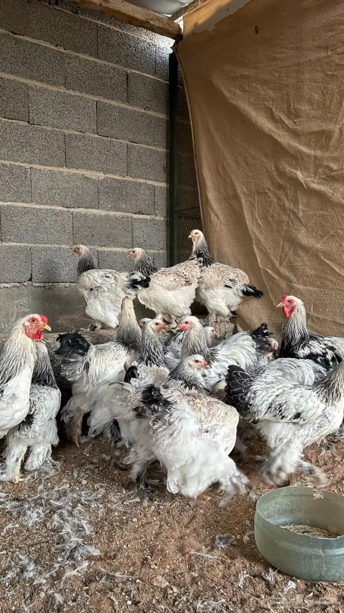 دجاج براهما كولمبي كونك 1