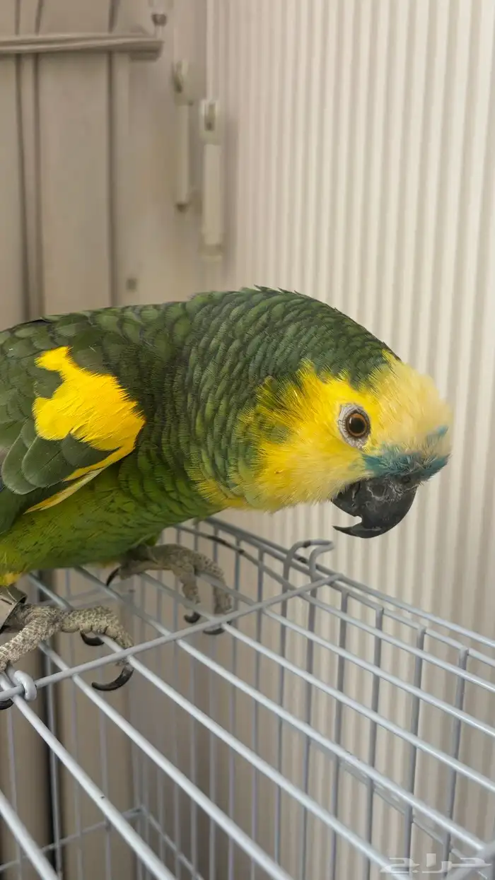 ببغاء أمازوني بلوفرنتد جاكو للبيع 3
