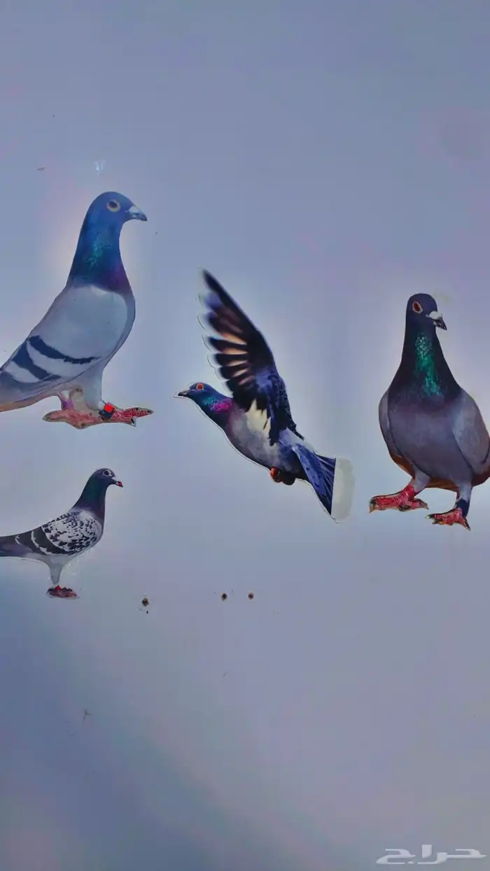 جنوب حايل الروضه 1