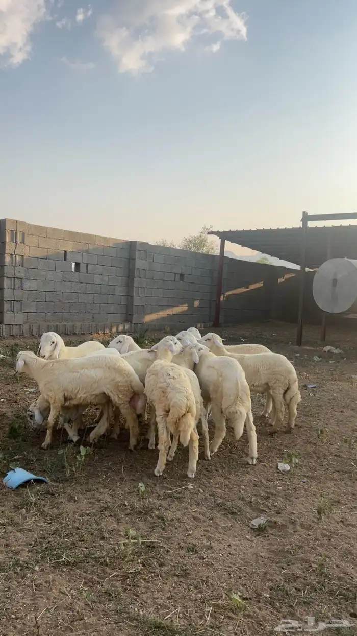 خرفان بلدي العمر من 6 إلى 7 شهور 1