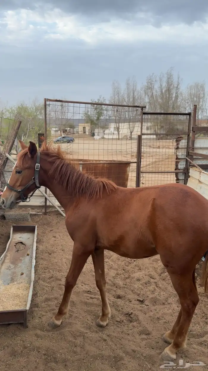 خيل للبيع 2