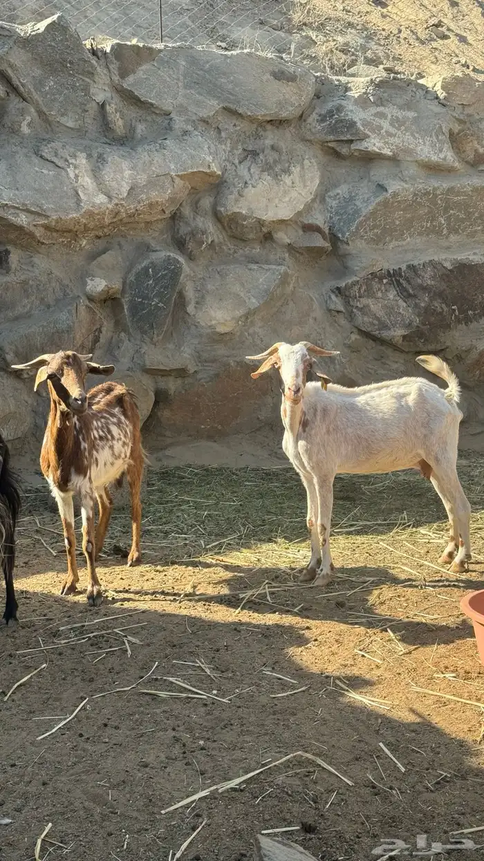 غنم كبار سن 7