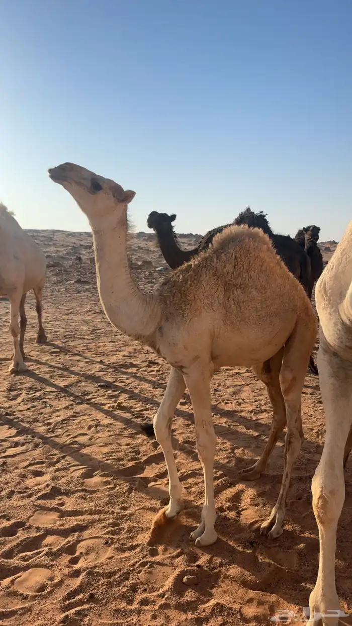 بكره عمرها ثمان شهور للبيع مالي حد على السوم 0