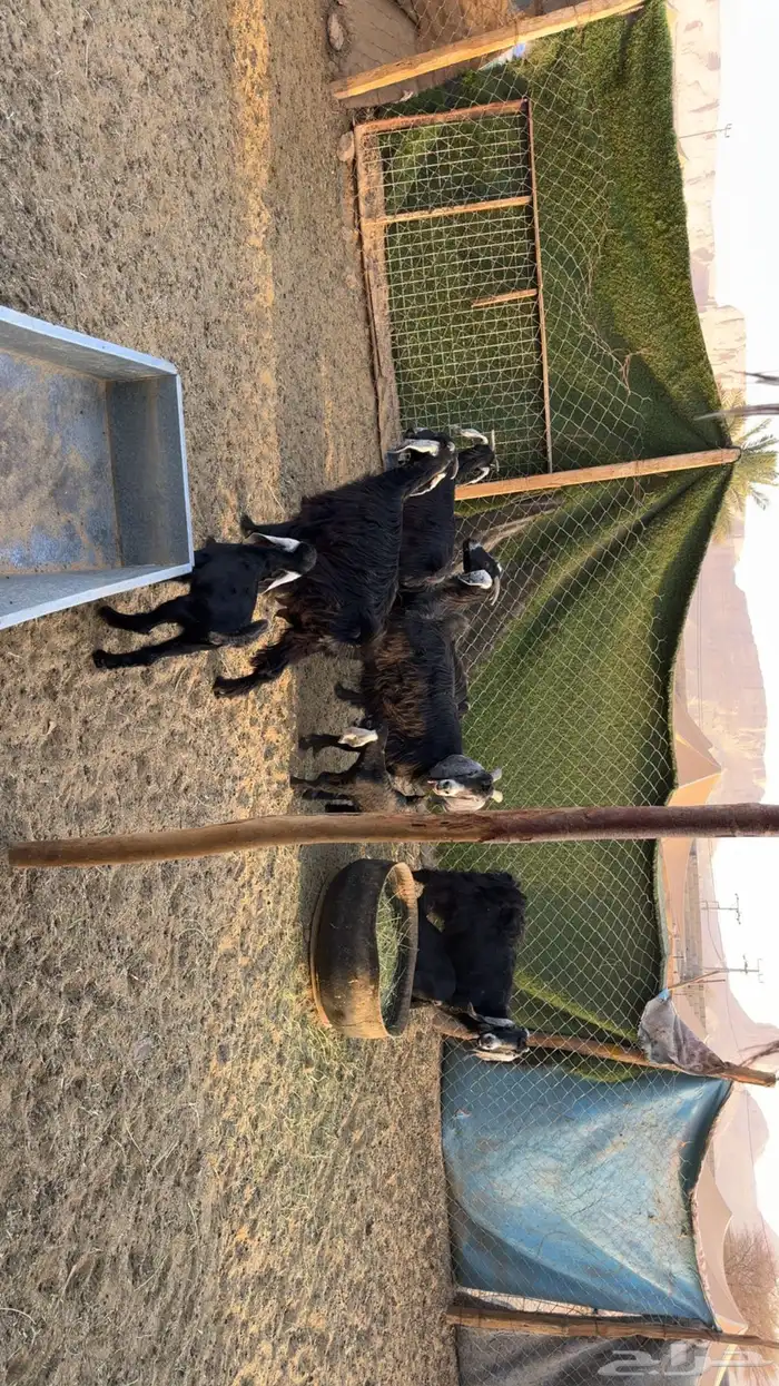 معزى متابيع 1