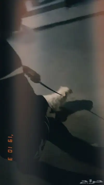 كلب بيكيني index