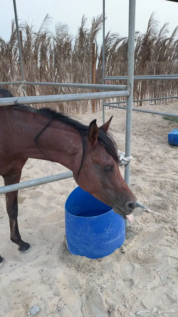 حصان شعبي خيل 1