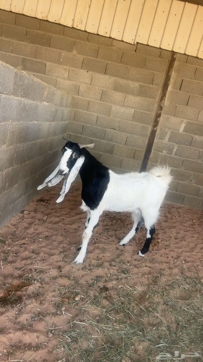 عنز مشروكه 4