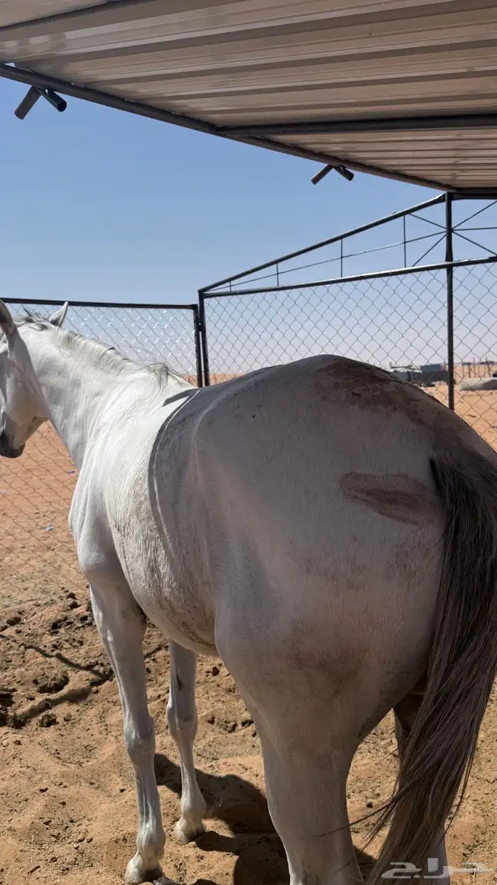 خيل للبيع 8