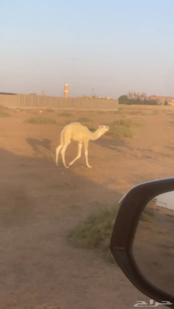 خلفه واللي معها قعود ديوسها سلم هاديه 6