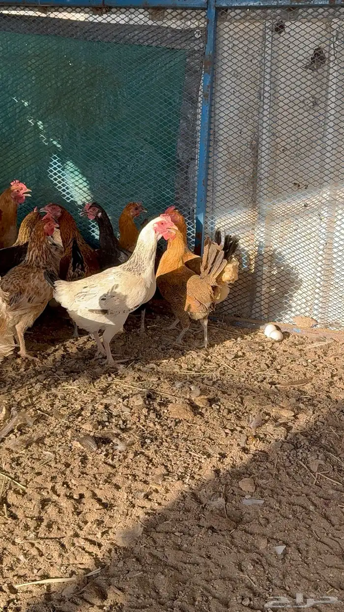 دجاج بياض 1