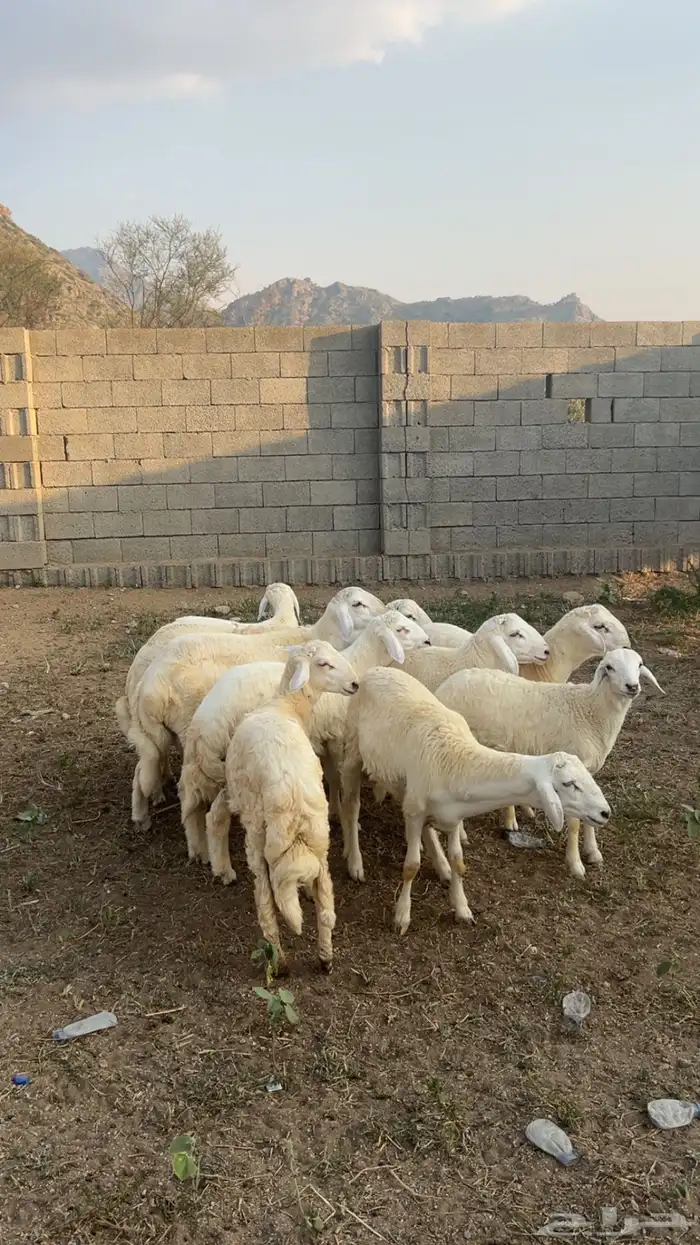 خرفان بلدي العمر من 6 إلى 7 شهور 0