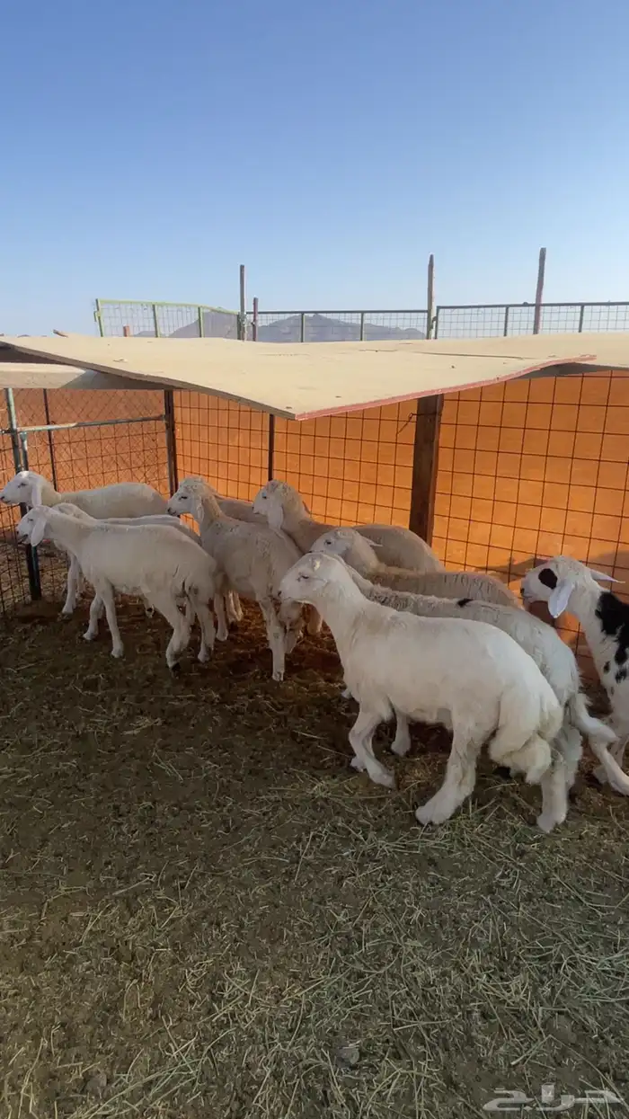 ذبايح حريه فاخره مع خدمة الذبح والتوصيل 4