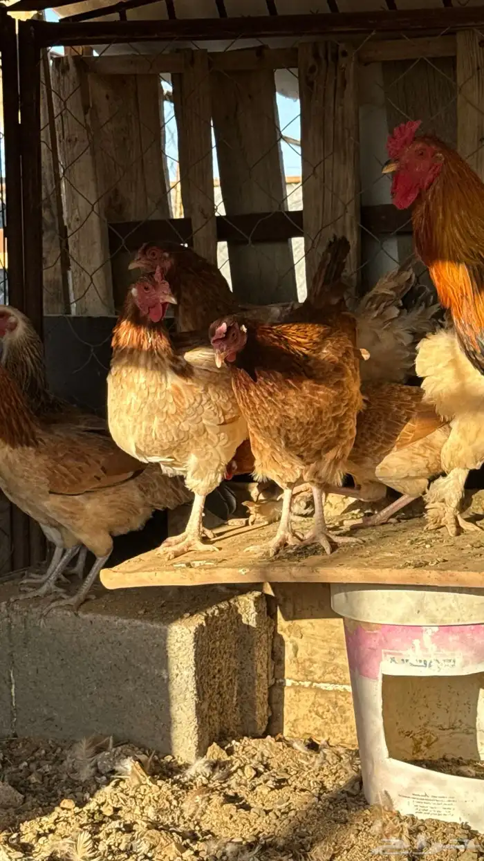 للبيع دجاج براهما 5