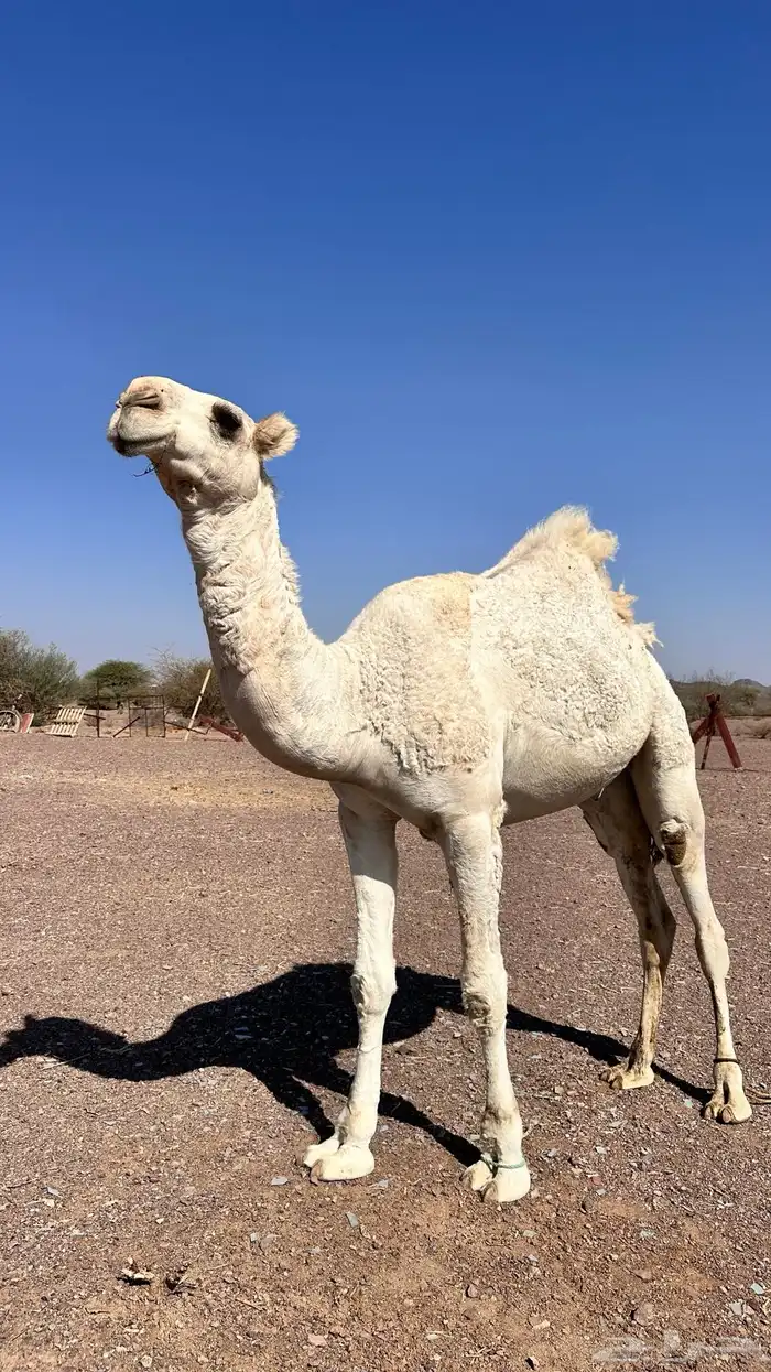 قعود للبيع طيب 3