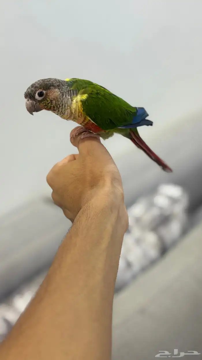 كنيور يلو سايد 0