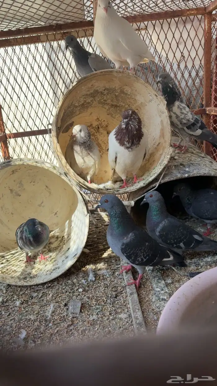 حمام مشكل 2
