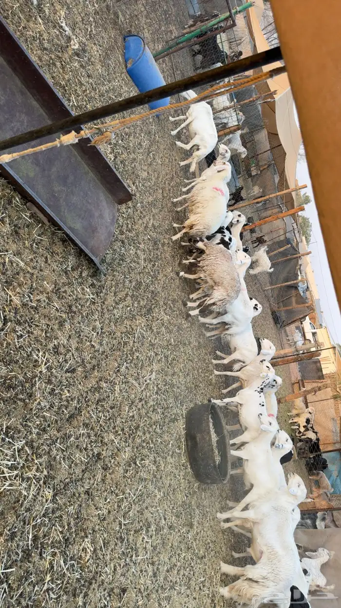 غنم حصيب ودفيع 7