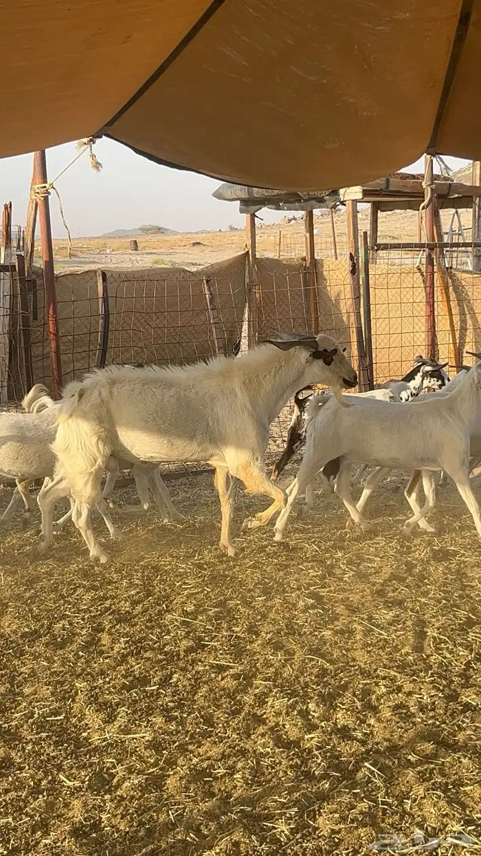 معزا بيشية مراح واحد . 22