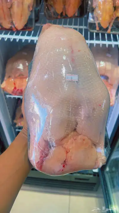 زغاليل بط وز ديكه index