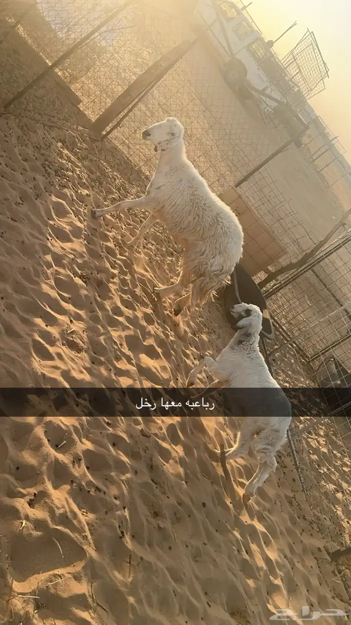 غنم مواليد 2