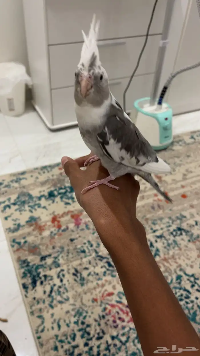 للبيع كروان تربيه 1