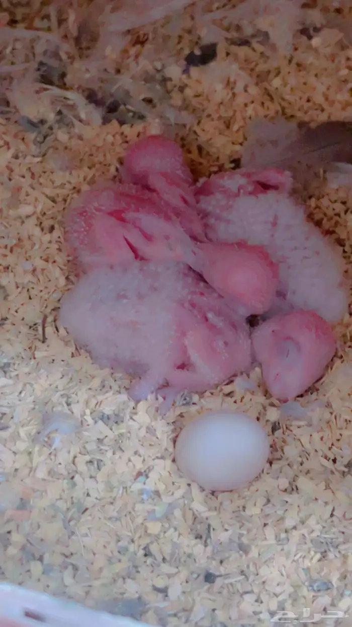 زوج كويكر مع فروخه 1