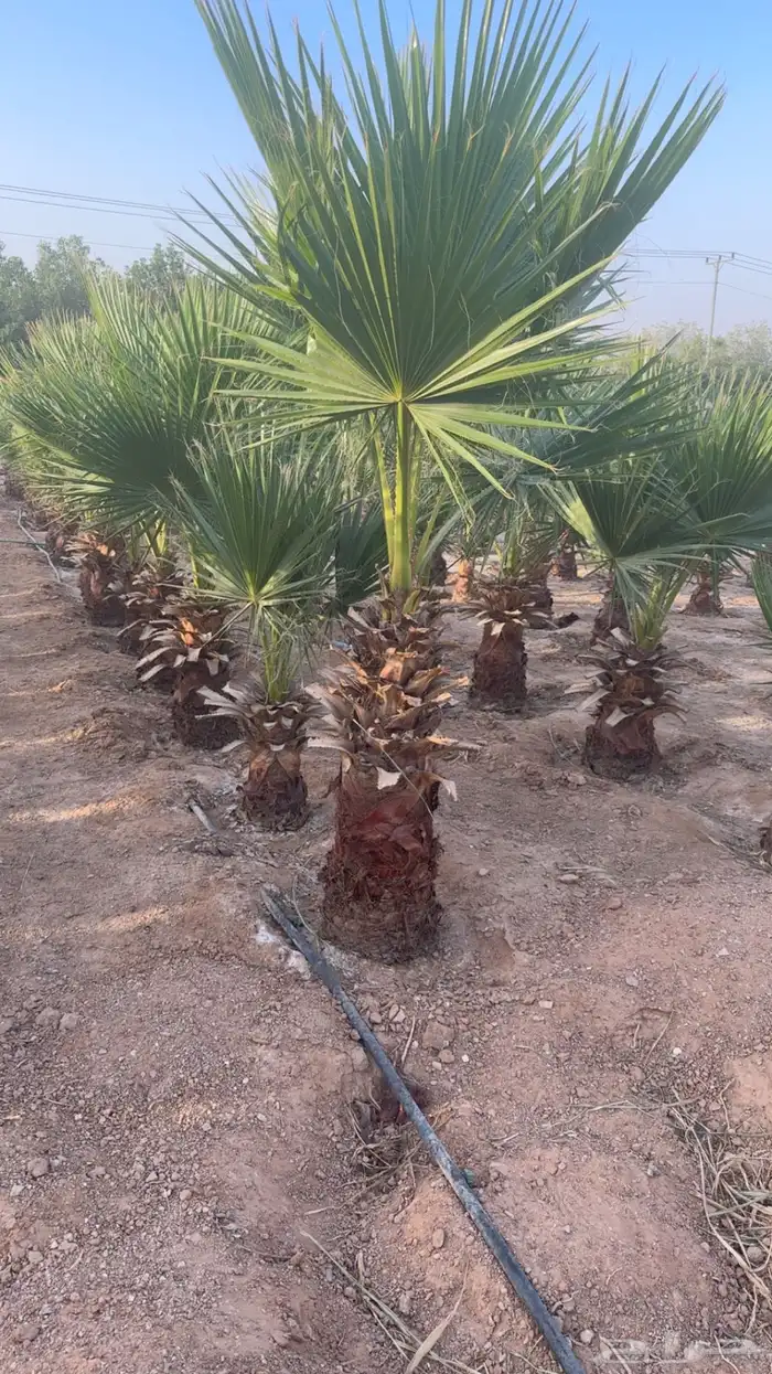 نخل وشنطي 2