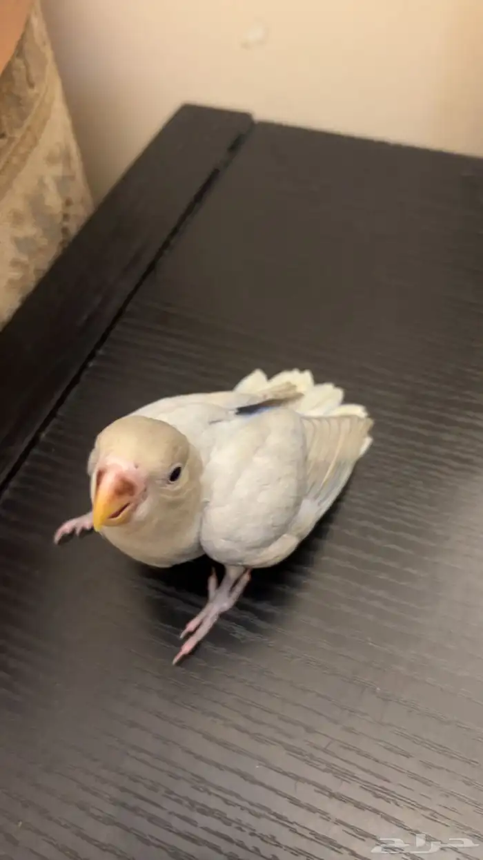 فرخ روز هدد نشبة 1