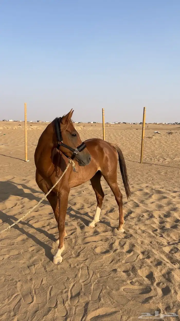 حصان شعبي طرب 2