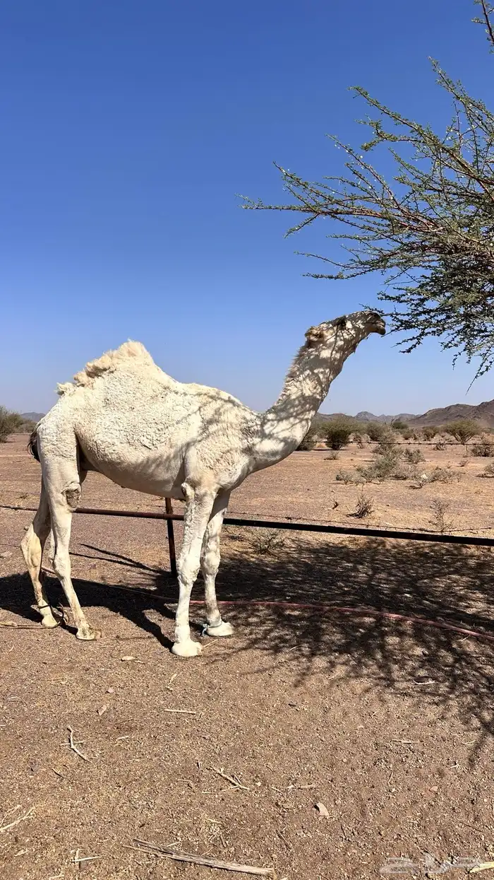 قعود للبيع طيب 0