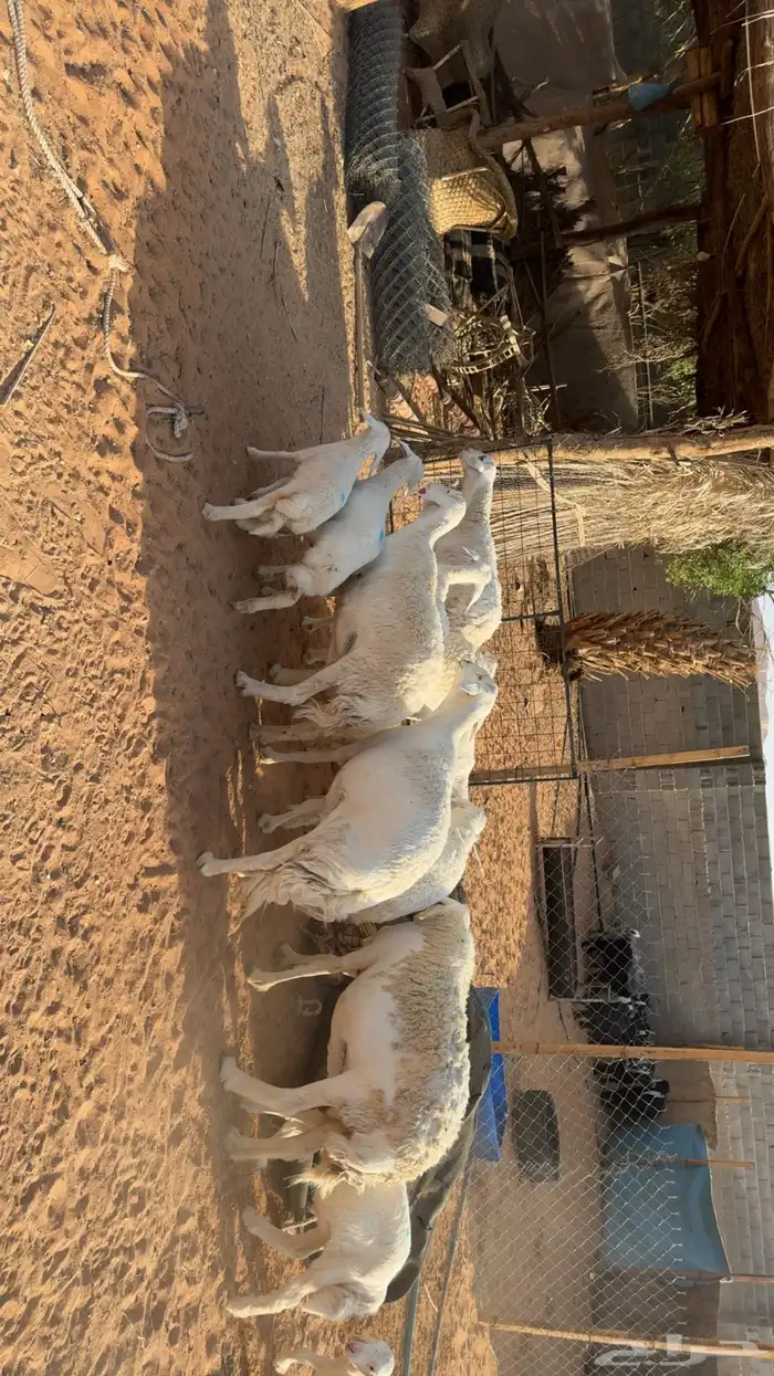 غنم حرش طيبه 1