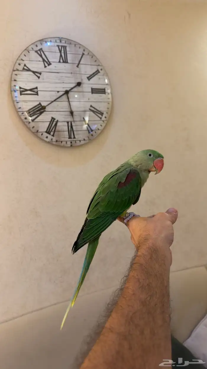 دره نيبالي هدد نشبه (( تم البييع )) 4