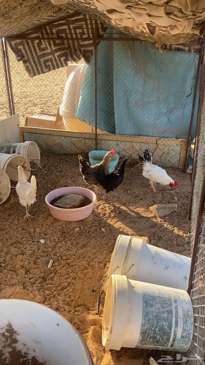 دجاج 0
