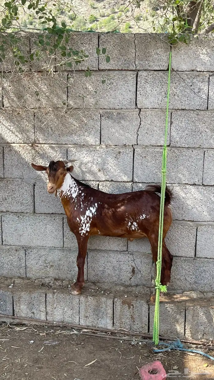 تيس اوشح مشروع فحل صنف 2