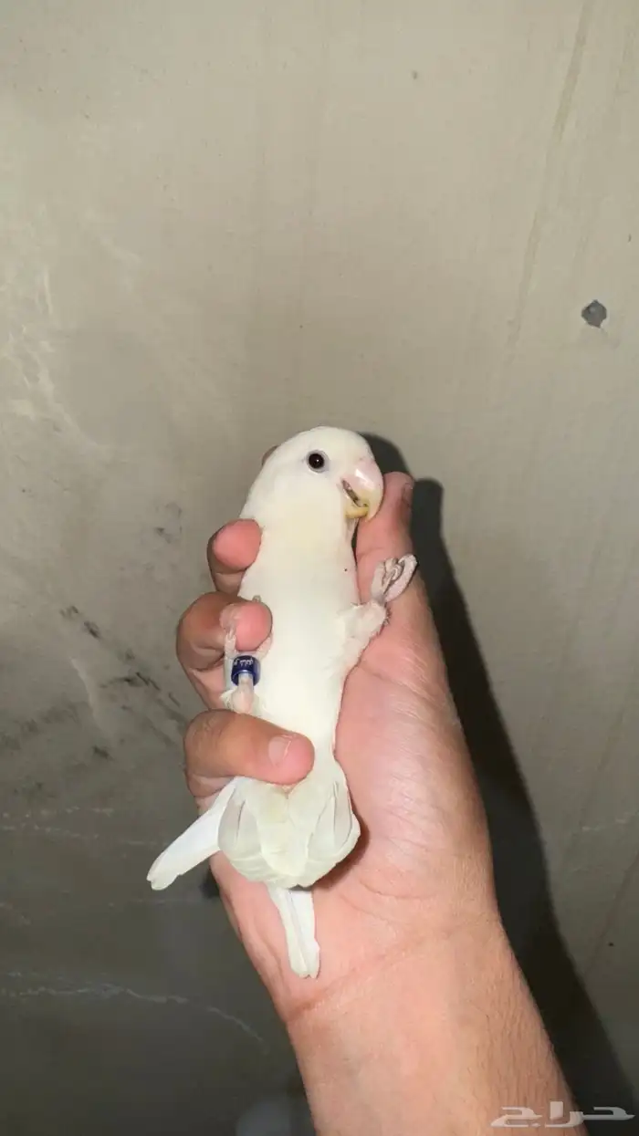 زوج روز اليف 4