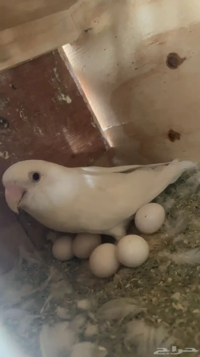 زوج روز منتج 0