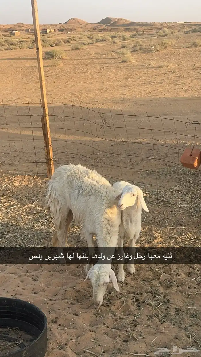 غنم مواليد 0