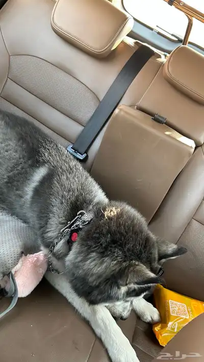 انثى هاسكي العمر 7 شهور index