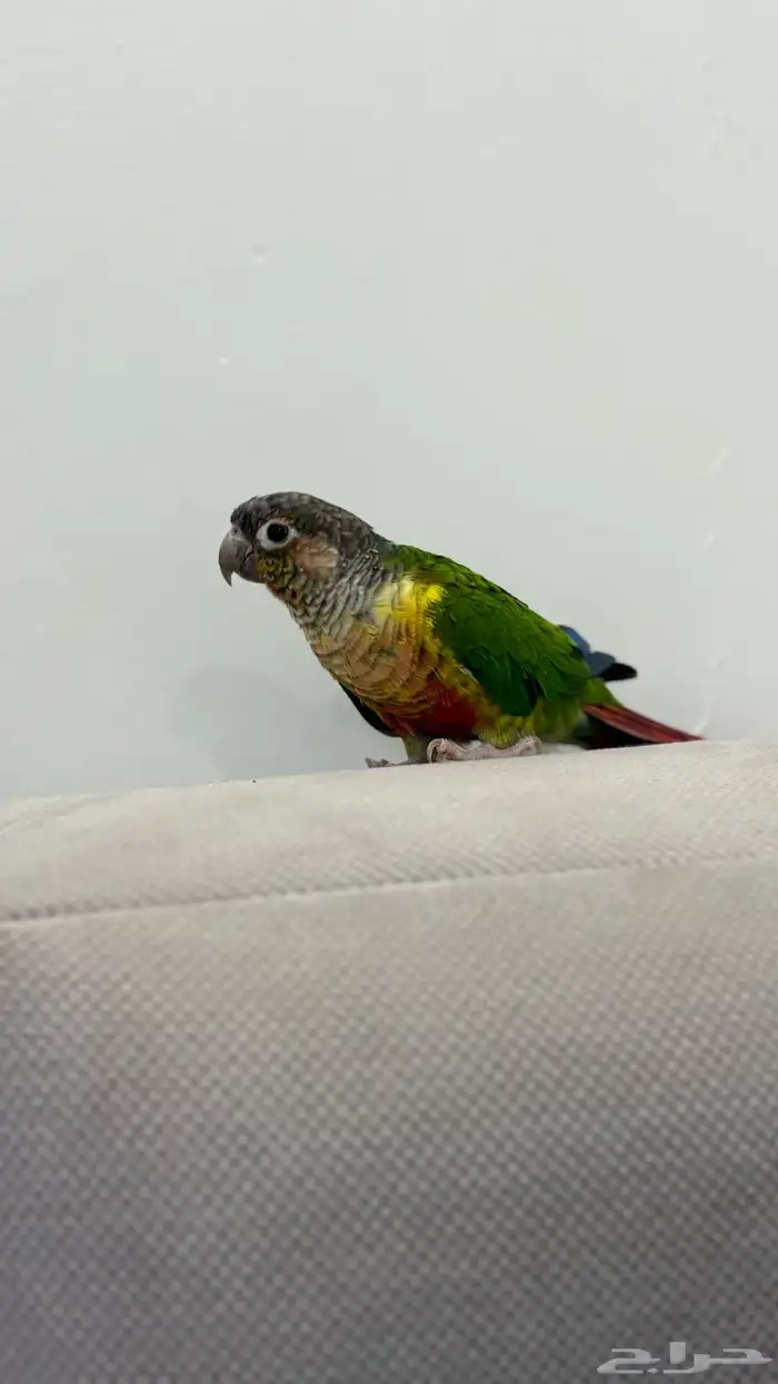 كنيور يلو سايد 1