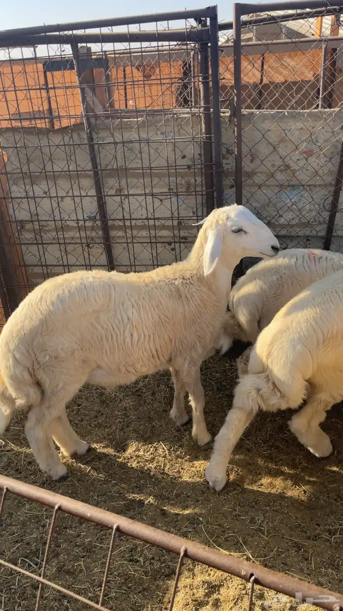 ذبايح حريه فاخره مع خدمة الذبح والتوصيل 2