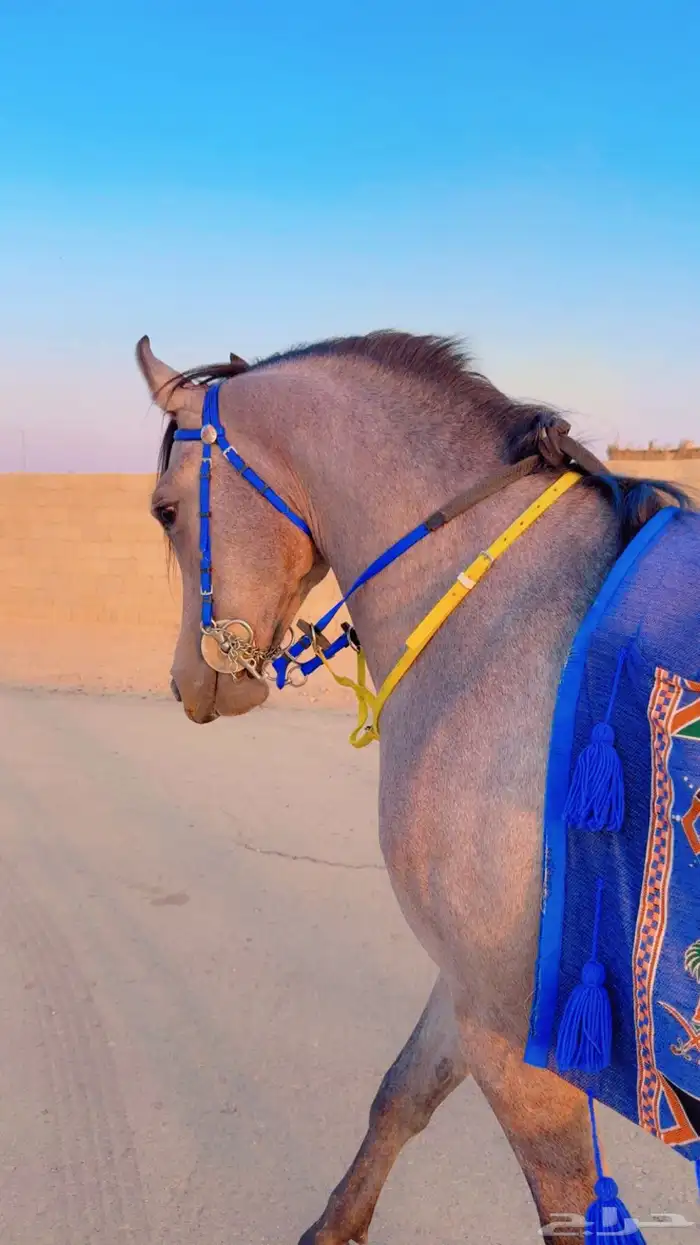 مهره شعبيه كفو 4