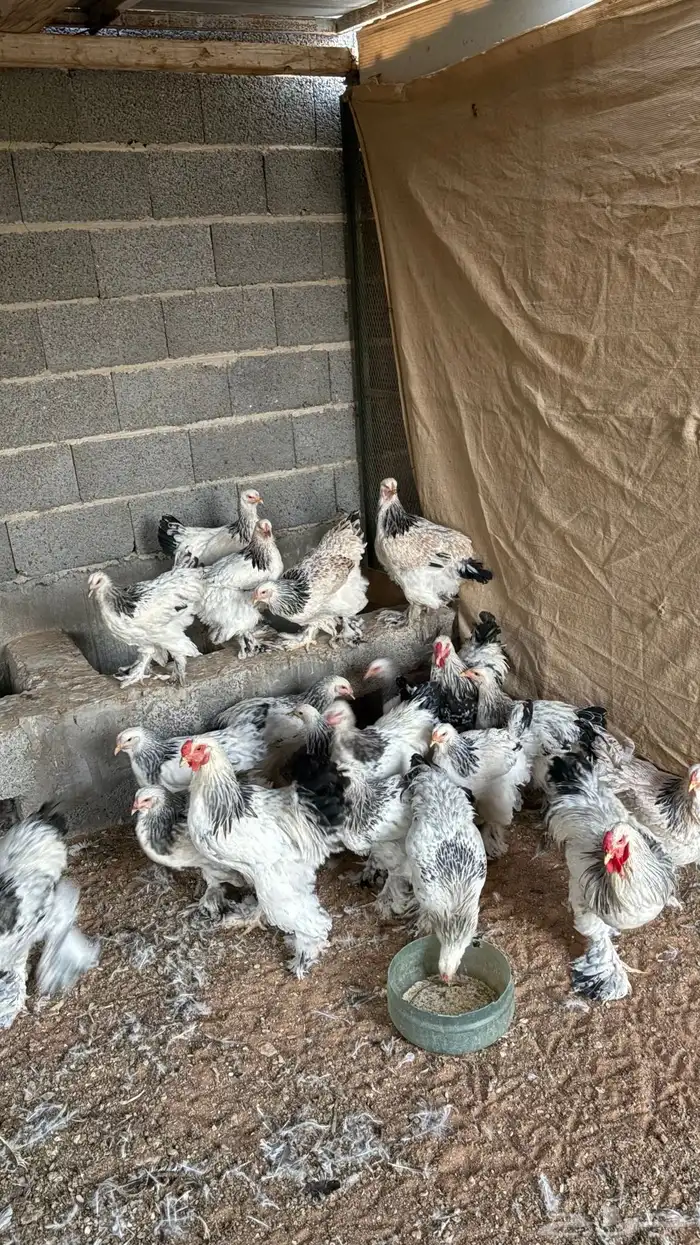 دجاج براهما كولمبي كونك 0