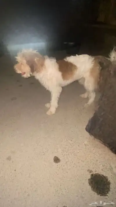 بيع كلب نظيف ونادر وما ادري عن نوعه الصراحه 0