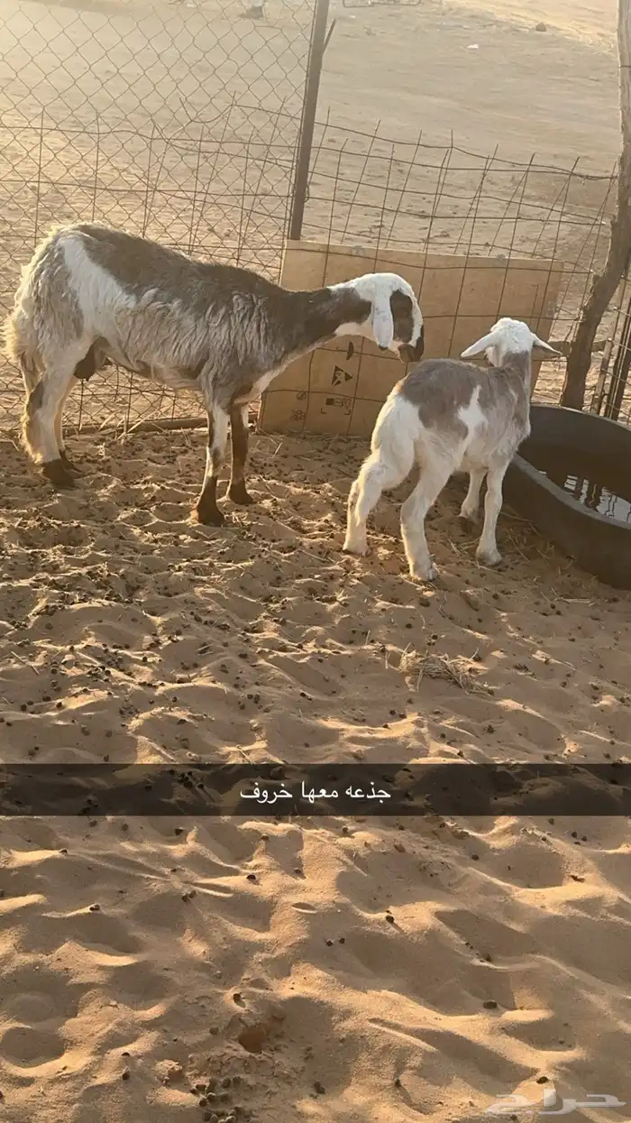 غنم مواليد 5