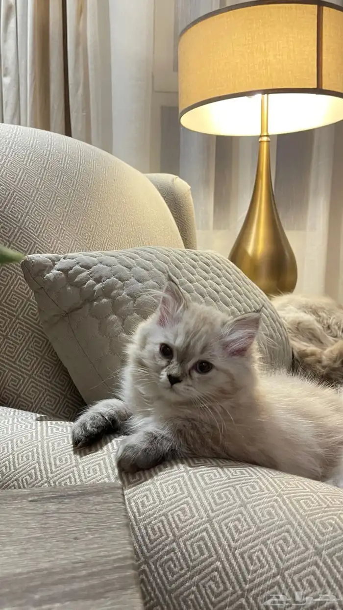 قطط 1