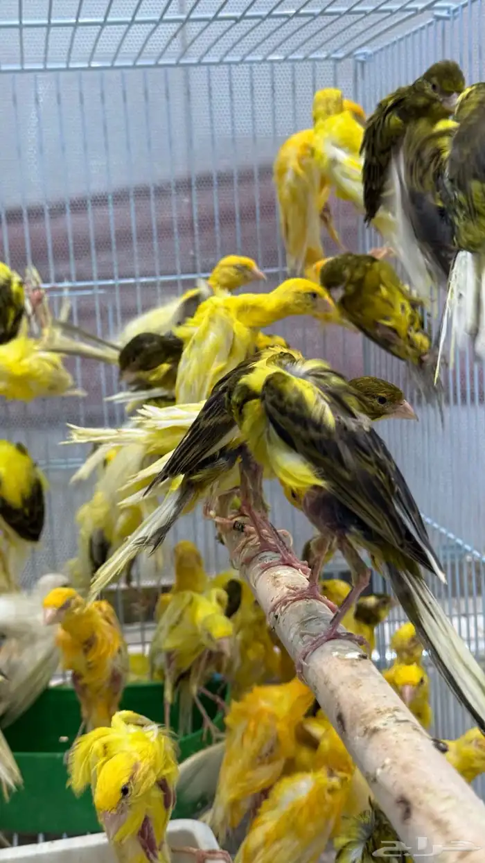 كناري كوبرا 1