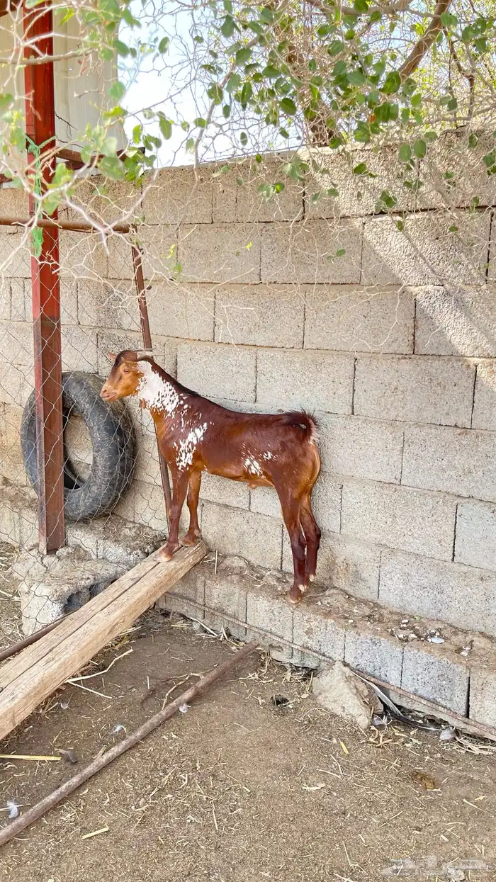 تيس اوشح مشروع فحل صنف 1