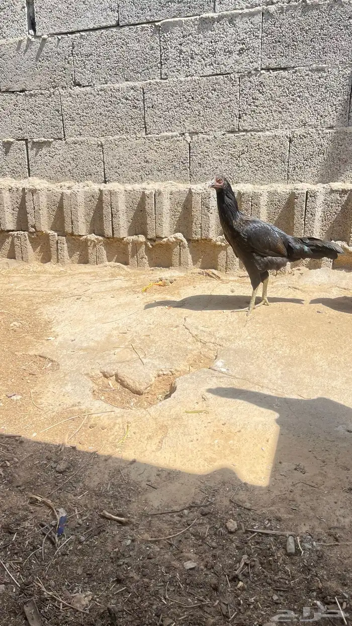 للبيع دجاج و بط 4